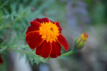 the red yellow marigold flower with leaves in the garden.