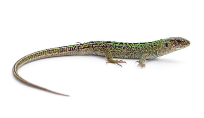 One green lizard.