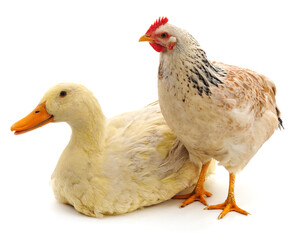 White duck and chicken.