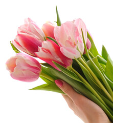 Bouquet of pink tulips in the palm.