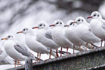 a flock of European river gulls poses on beams in winter