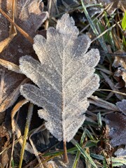 frost on leaf