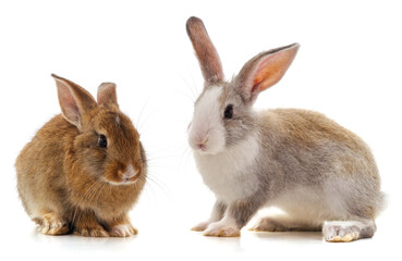 Two beautiful rabbits.