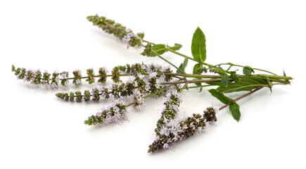 Leaves of green mint.