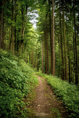 Obraz premium small forest path in a German low mountain range, the Odenwald in Hesse and Baden-Württemberg
