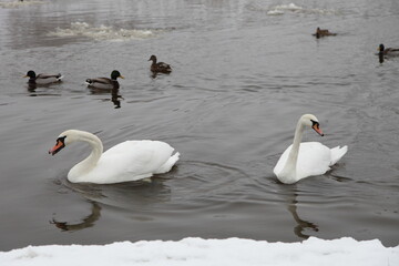 Two cute white Swans swim on the water with ice floes and mallard ducks on snow covered river banks background at cold winter day, migratory birds don't want to fly away