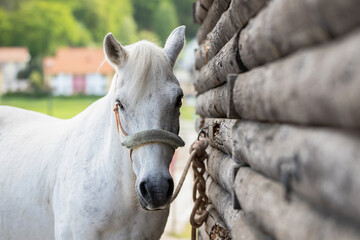Pferd