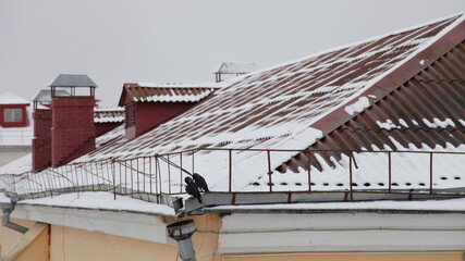 Fototapeta premium Two black daw birds sitting on drain pipe on snow covered old slate red roof with stovepipes background at winter day, European city landscape view