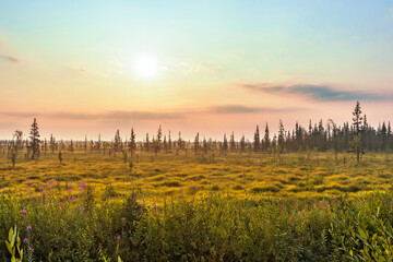 the sun rises over the swampy tundra in summer at dawn