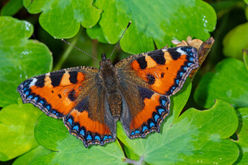 Kleiner Fuchs, Aglais urticae , DE, NRW, Schwelm 2020/07/22 19:02:40