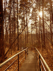 Wooden stairs in a park