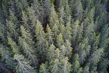 Aerial drone view of a mountainous old Pine tree forest landscape.