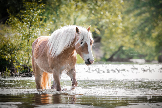 Haflinger im Wasser