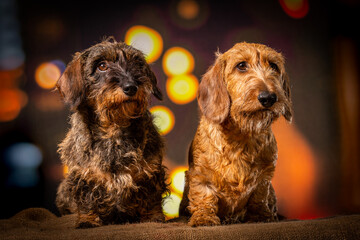 Two wire-haired dachshund dogs sitting in nightlife setting looking to the right