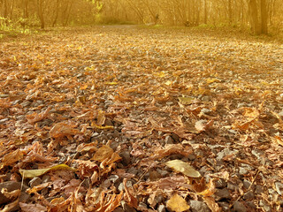 Autumn leaves backround