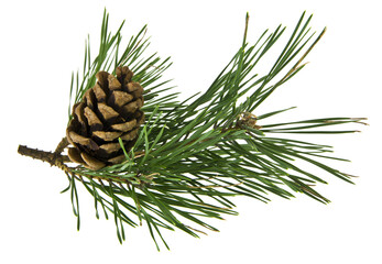 Branch of a Christmas tree, pine with a pine cone isolated on a white.