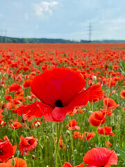 Poppies field