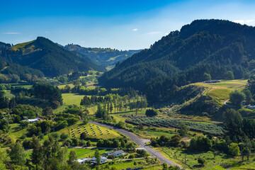 Fototapeta na wymiar Rural hill country in the Bay of Plenty, New Zealand, with pine trees growing on two small mountains