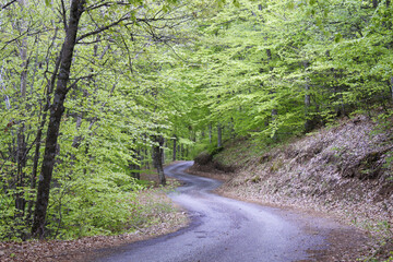 Paisible route sinueuse en montagne dans le sud de la France Peaceful winding mountain road in the south of France