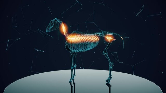 Horse Skeleton Xray 4k. High quality 4k footage