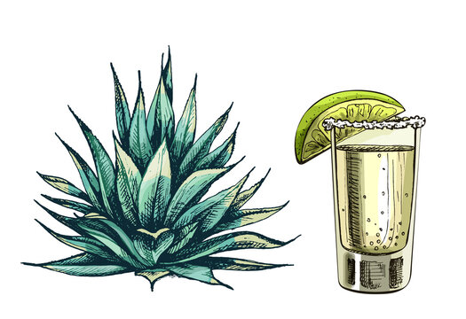 Cactus Blue Agave. Vector Vintage Hatching Color Illustration. Isolated On White