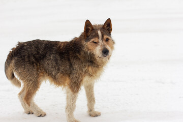 Obraz premium a shaggy dirty stray dog with a sore eye stands in the snow.