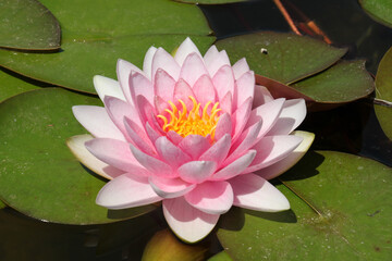 Puret&eacute; du n&eacute;nuphar dans toute sa splendeur Purity of the water lily in all its splendor