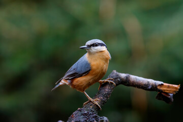 The Eurasian nuthatch or wood nuthatch (Sitta europaea) sitting in the forest in the Netherlands with a nice background