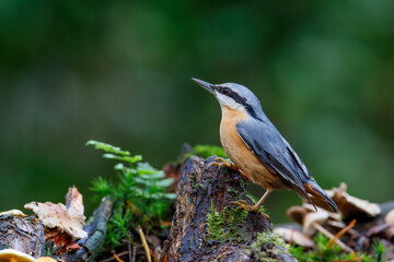 The Eurasian nuthatch or wood nuthatch (Sitta europaea) sitting in the forest in the Netherlands...
