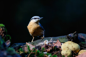 The Eurasian nuthatch or wood nuthatch (Sitta europaea) sitting in the forest in the Netherlands with a nice background
