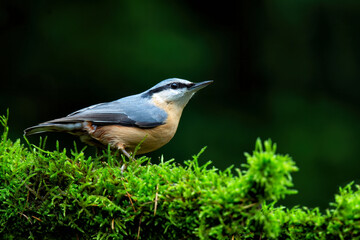 Fototapeta premium The Eurasian nuthatch or wood nuthatch (Sitta europaea) sitting in the forest in the Netherlands with a nice background