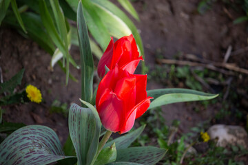 red tulips. flowers in the summer garden.