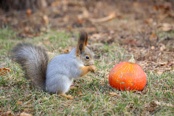 Naklejka na ściany i meble An Eurasian red squirrel - Sciurus vulgaris - in seasonal shedding from red summer coat to gray winter coat and a small orange pumpkin