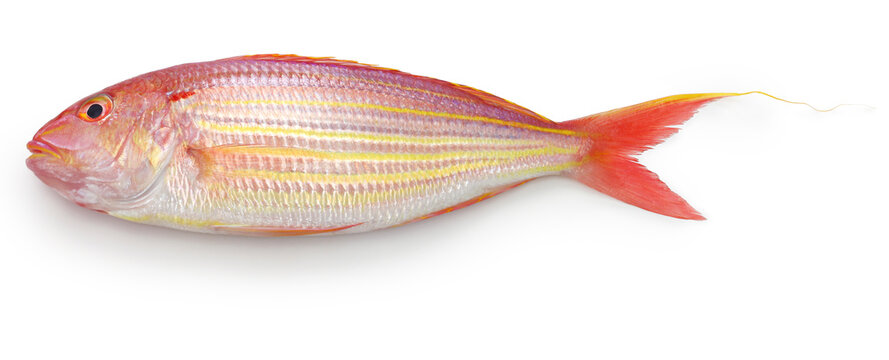 Bream 이미지 – 찾아보기 43,981 스톡 사진, 벡터 및 비디오 | Adobe Stock