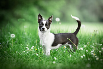 Chihuahua