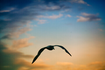 Möwe bei Sonnenaufgang