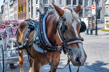 Naklejka na ściany i meble Horse with a carriage for giving city tours in Old Montreal, Canada
