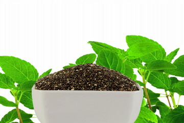 chia seeds in bowl isolated on white background with plant leaves and copy space