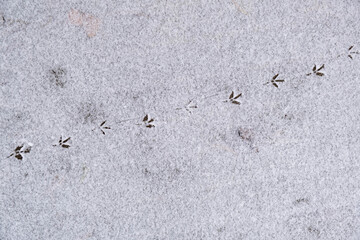 Bird footprints in the snow in winter
