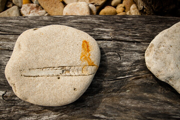 Close up fossil on Baltic sea shore