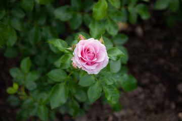 pink rose in garden