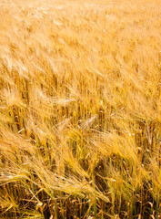 Close up golden wheat field under the wind