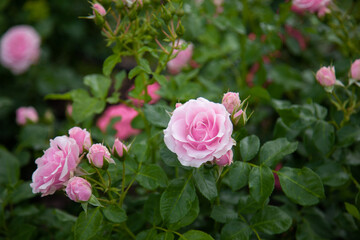 pink roses in garden