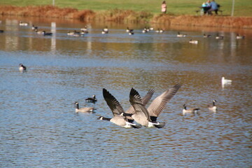 Geese Flying Over The Lake, William Hawrelak Park, Edmonton, Alberta