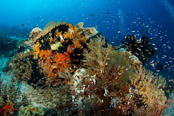 Colorful Coral Reef bursting with Life. Raja Ampat, West Papua, Indonesia