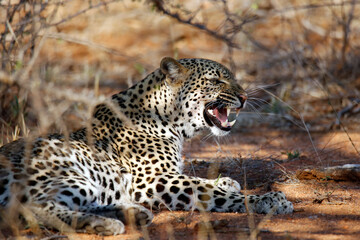 Fototapeta na wymiar Leopard (Panthera pardus) Showing Teeth, Lying in the Bush. Kruger Park, South Africa