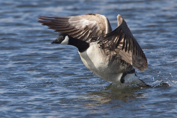 Canada Goose (Branta canadensis) having just landing on the lake, Cornwall, England, UK.