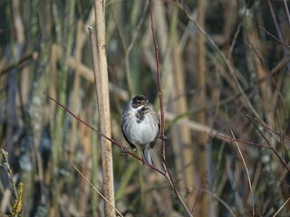 male reed bunting (Emberiza schoeniclus) in winter plumage