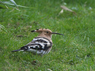 Eurasian Hoopoe (Upupa epops) on the grass, Penzance, Cornwall, England, UK.
