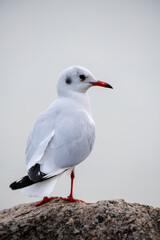 a standing seagull on rock